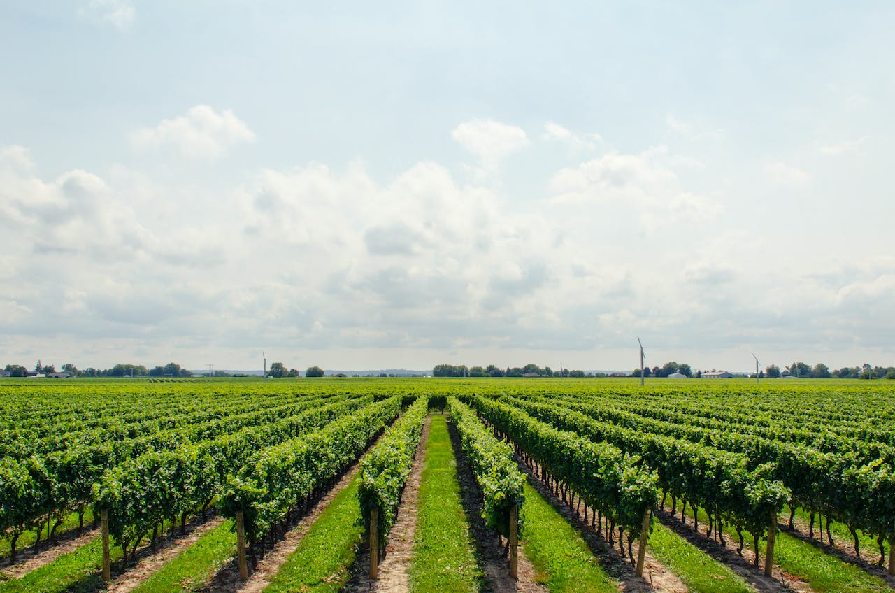 The Eco-Friendly Story of Plant-Based Lecithin